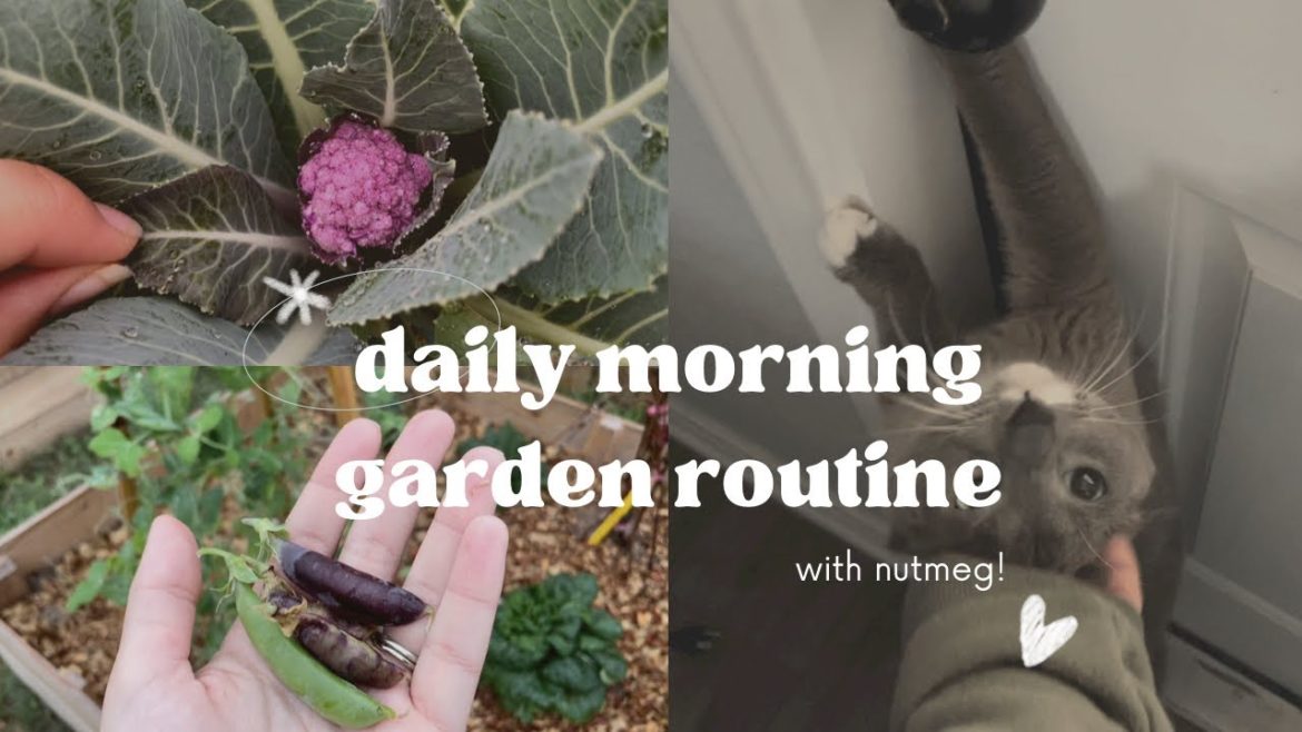 My Morning Routine in the Garden with Nutmeg 🐱 My Morning Routine in the Garden with Nutmeg 🐱