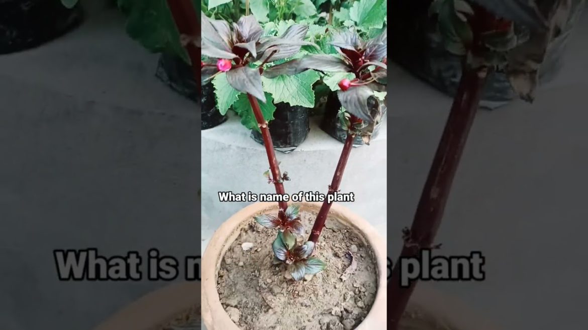 Please tell plant name