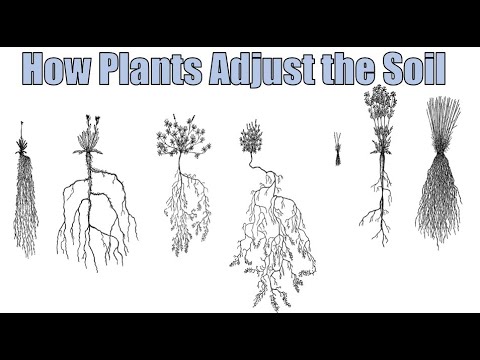 How Plants Adjust the Soil Near Their Roots How Plants Adjust the Soil Near Their Roots