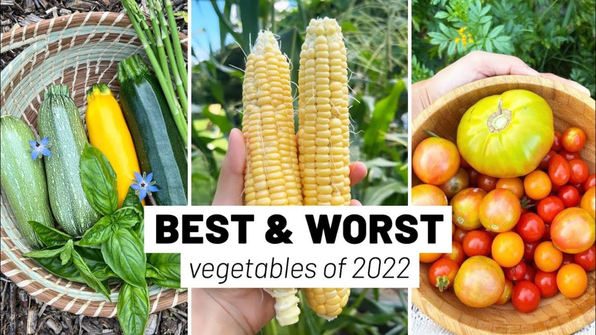 5 BEST and 5 WORST vegetable varieties we grew in 2022 // GroundedHavenHomestead