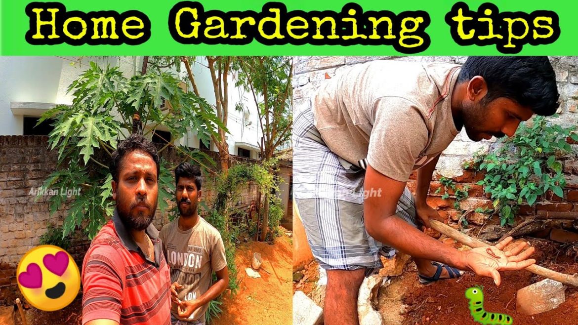 Home garden ideas||House garden tips||Gardening ideas||Garden vlog||Farmer vlog||AL Home garden ideas||House garden tips||Gardening ideas||Garden vlog||Farmer vlog||AL