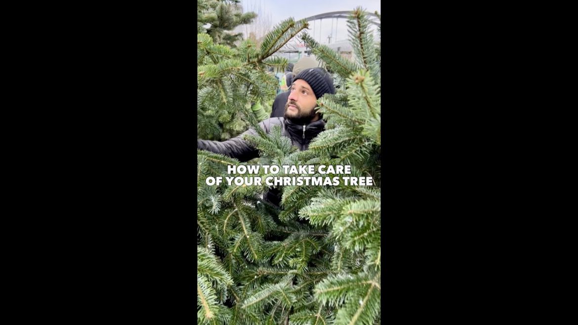 Plant Care Tips for your Christmas Tree Plant Care Tips for your Christmas Tree