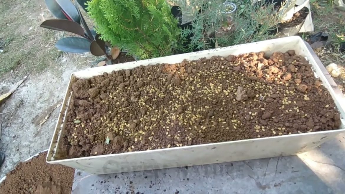 how to grow methi | mehi ghar par kaise ungaye | मेथी घर पर कैसे उगाते है | #video @GreenNature7