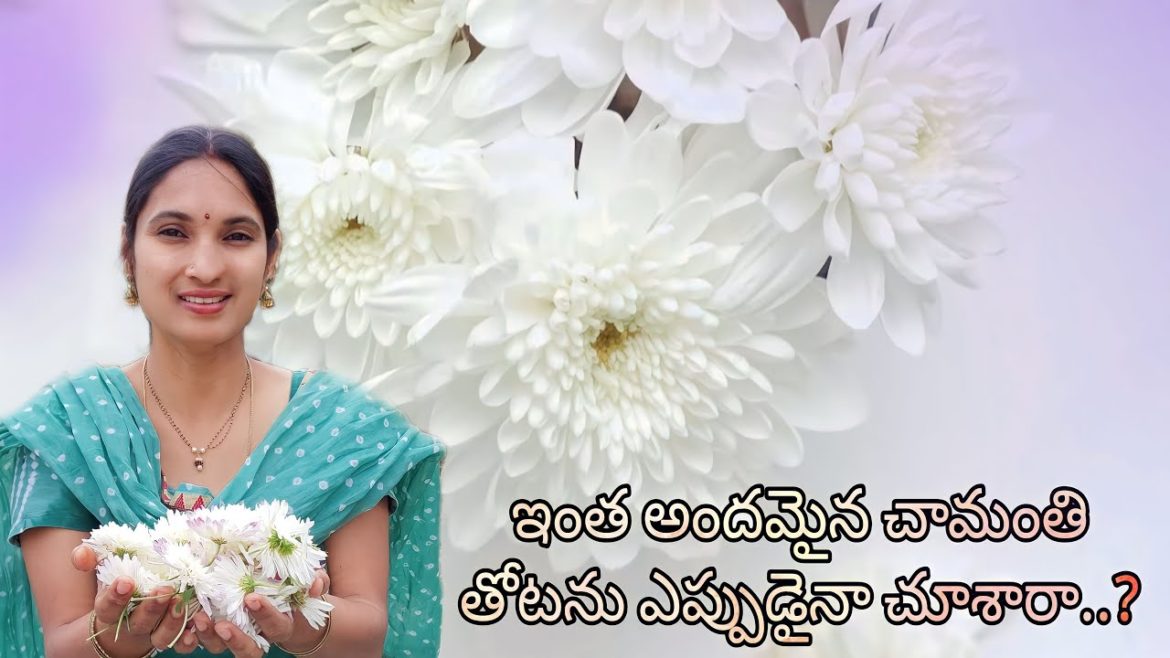 Awesome Flower Garden | అందమైన చామంతి తోట | CHRYSANTHEMUM | ONEMAALI ! Organic Garden | Gardening