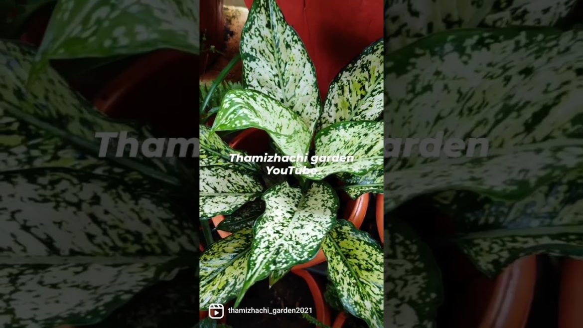 இயற்கை தந்த வரம் / #shorts / Gardening tips in Tamil / Thamizhachi Garden #Tips /Indoor Plants Sale