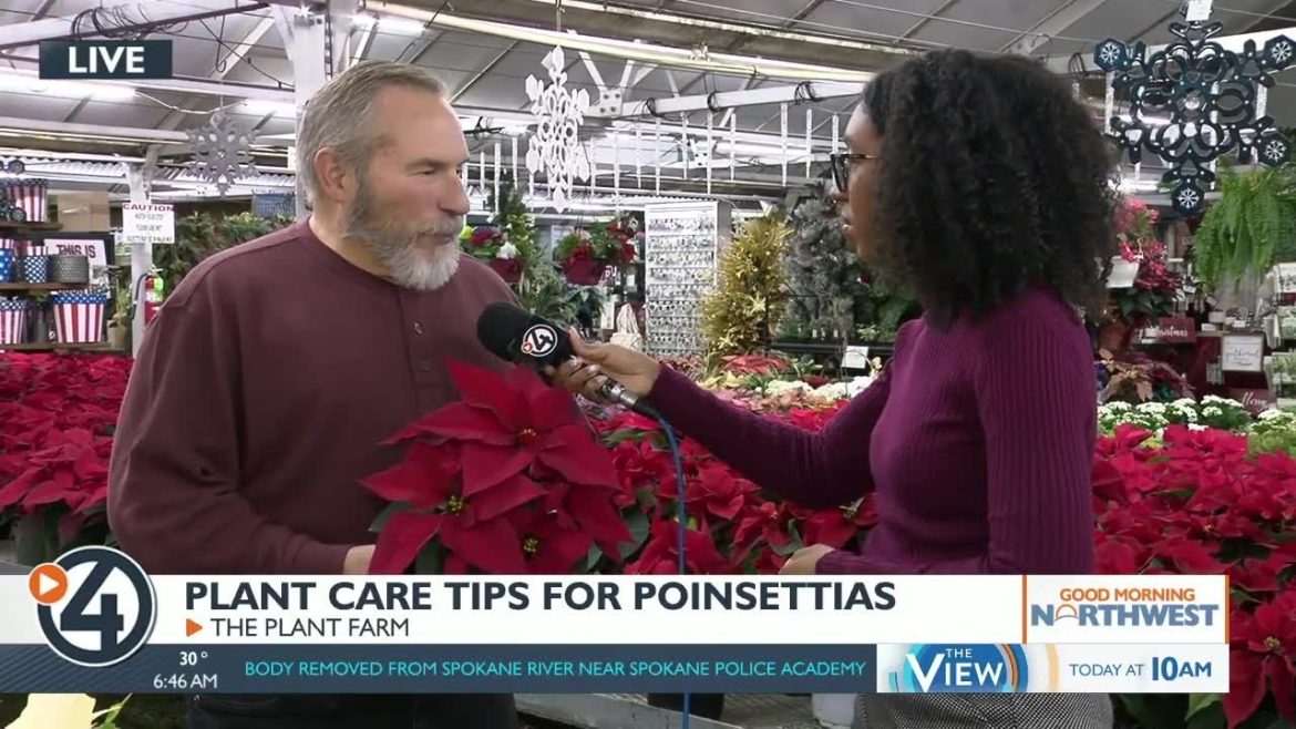 How to care for poinsettias this holiday season How to care for poinsettias this holiday season