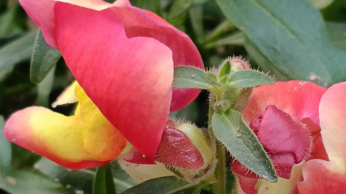 Beautiful flower images!! nature status video #shorts #flower#reels #lovestatus Beautiful flower images!! nature status video #shorts #flower#reels #lovestatus