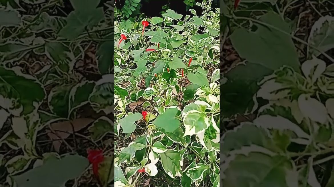 Garden view in the early morning, love the nature🌿🍃#shorts #youtubeshorts #shortsvideo