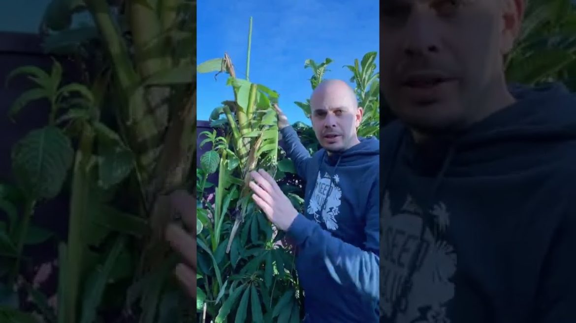 How to protect Musa basjoo #bananaplants in winter. Banana plants growing in UK  #tropicalgarden