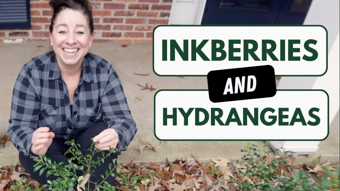 Planting Inkeberries and Smooth Hydrangea - Gardening in the Woodland and Shade w/ Native Plants