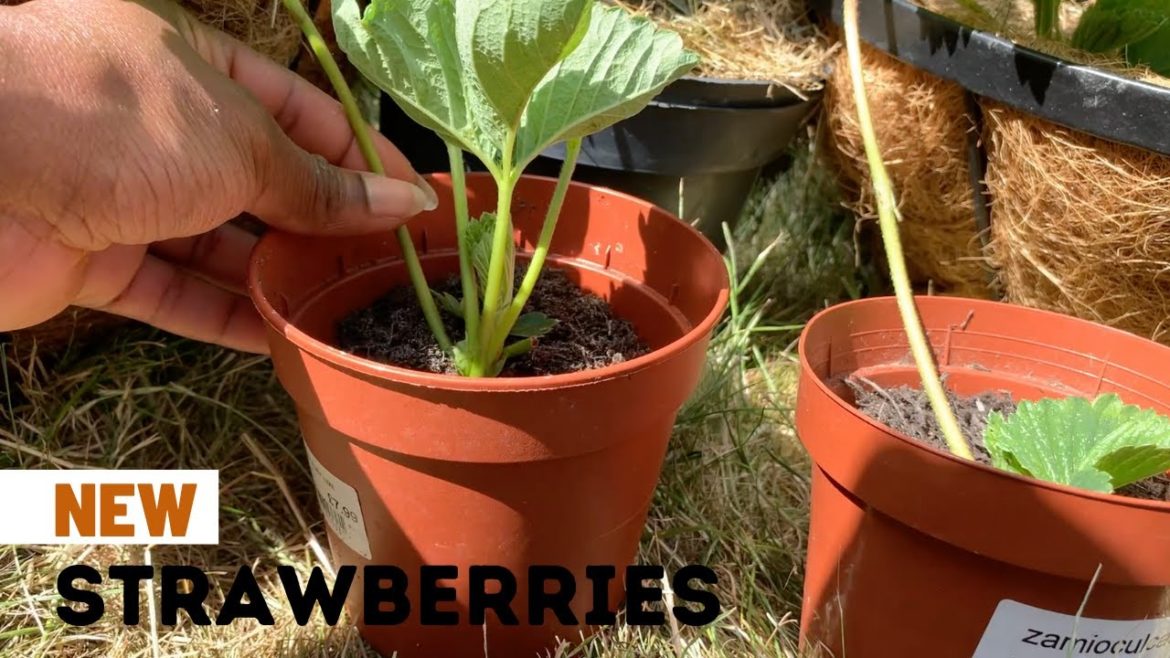 MY VEGETABLE GARDEN JOURNEY AS A FIRST TIME GARDENER -PART 3 | How to Grow Strawberries from Runners MY VEGETABLE GARDEN JOURNEY AS A FIRST TIME GARDENER -PART 3 | How to Grow Strawberries from Runners