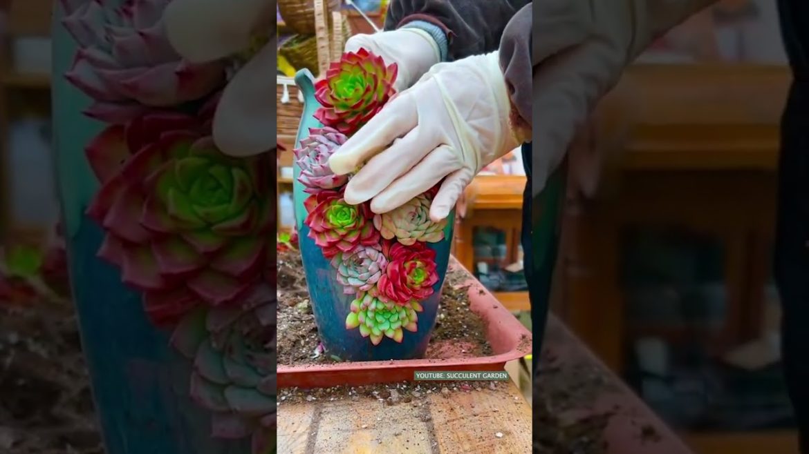 Succulent Ideas from Recycling | 多肉植物 | 다육이들 | Suculentas #plants