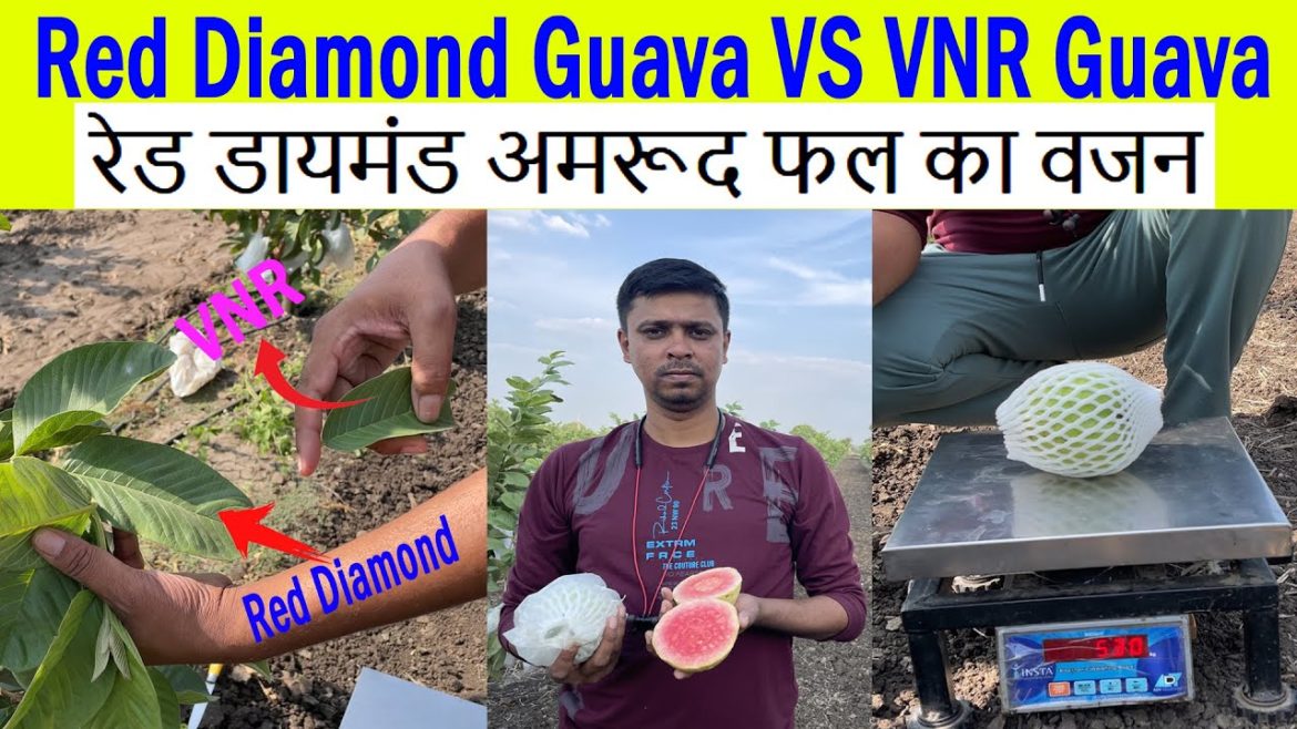 Red Diamond Guava Fruit Weight || Red Diamond Guava VS VNR Differents || Red Diamond Guava Plant || Red Diamond Guava Fruit Weight || Red Diamond Guava VS VNR Differents || Red Diamond Guava Plant ||