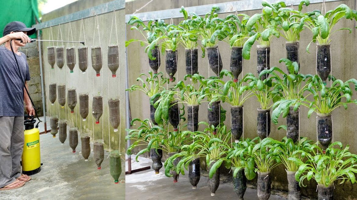 Mibuna cabbage is delicious and easy to grow, vegetable garden from plastic bottles