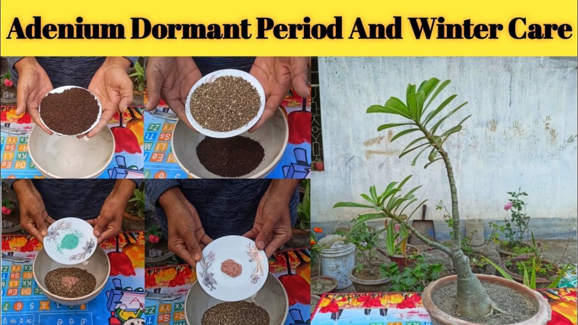 Adenium dormancy period and winter care | GARDEN TIPS | The One Page | Fun Gardening Adenium dormancy period and winter care | GARDEN TIPS | The One Page | Fun Gardening