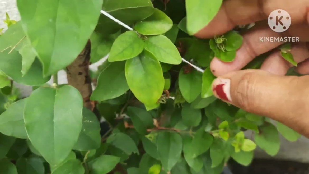 Pinching deadheading plants for growth #gardening #tips