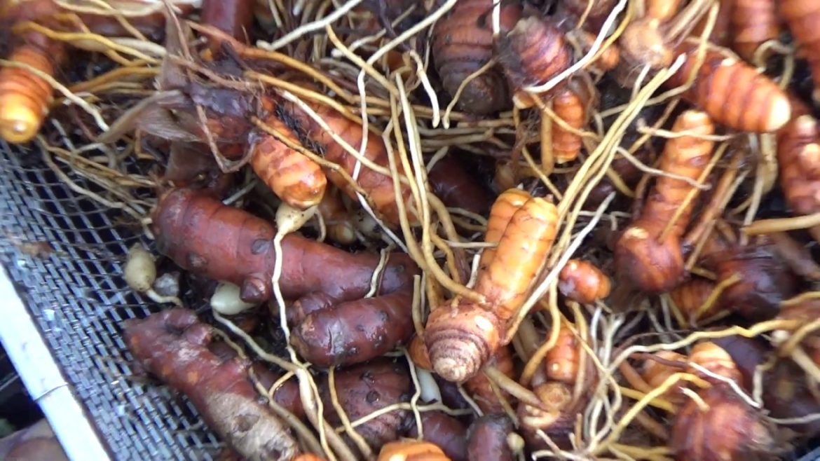 Turmeric Harvesting Planting & Growing Easy Container Garden-Flower Pot Plants Grow as Weather Warms