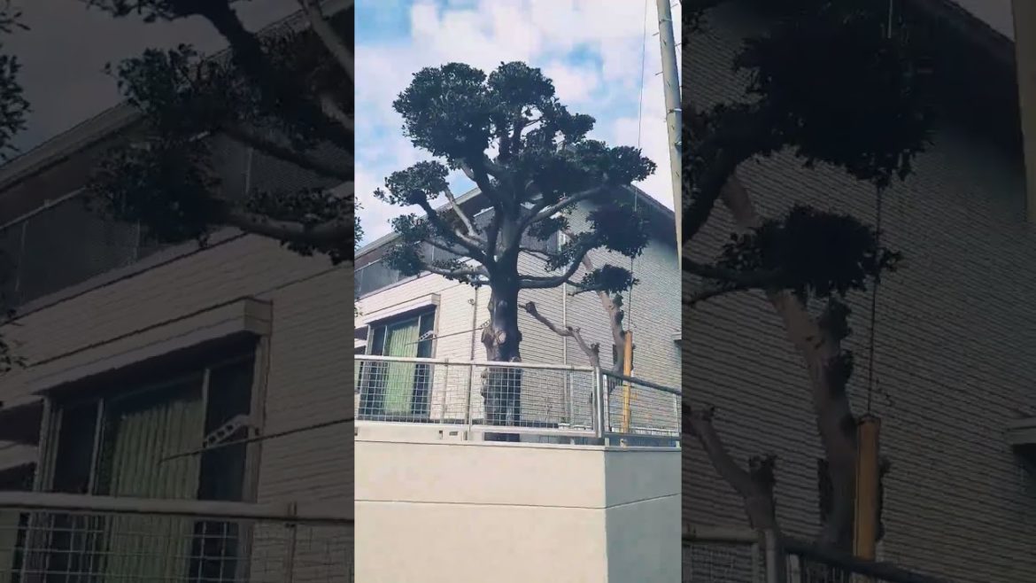 Japanese modern house