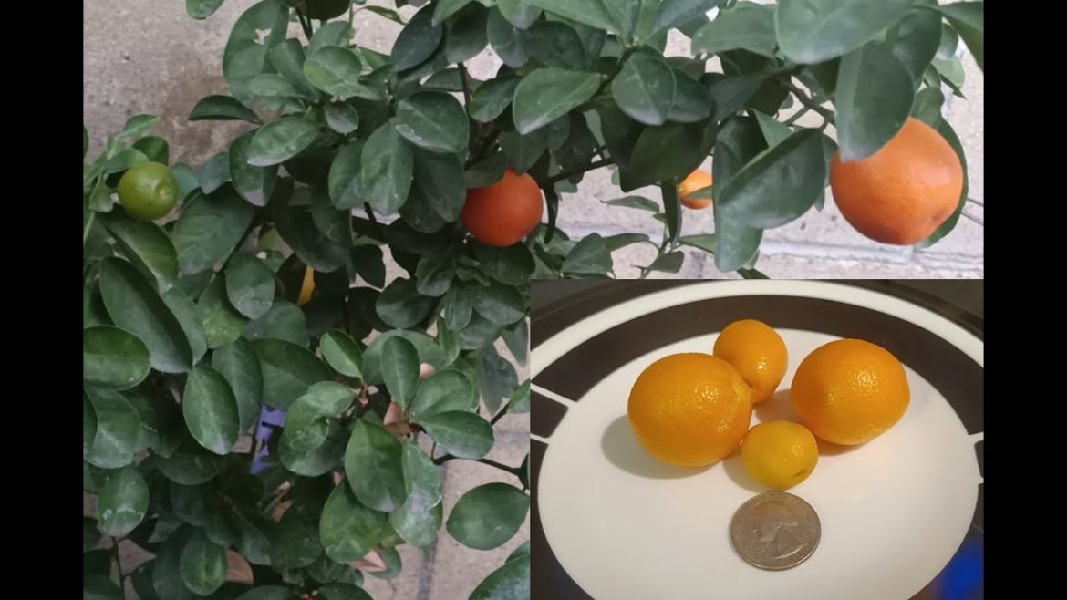 My Backyard Garden: Kumquats (or in Australian: CUMquats).  Miniature Orange/lemon fusion.