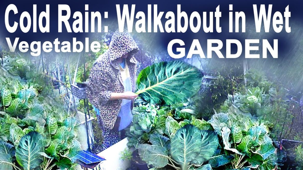 FALLING Collard Trees & Giant Greens Growing in Rain in So California Vegetable Garden Wet Walkabout FALLING Collard Trees & Giant Greens Growing in Rain in So California Vegetable Garden Wet Walkabout