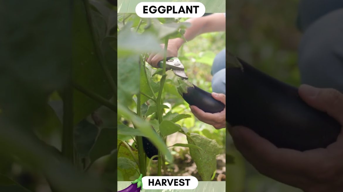 Picking eggplant harvest / farming  😊 #agriculture