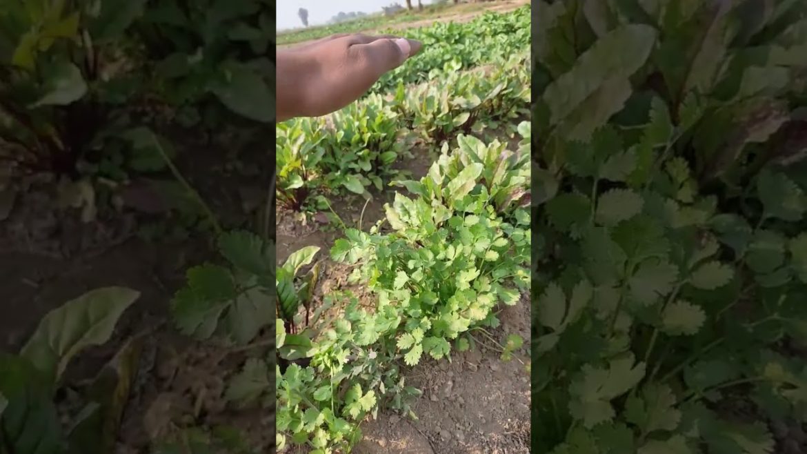 Coriander Growing|How to grow vegetables|Vegetables growing tips #villagemainaurap#gardening