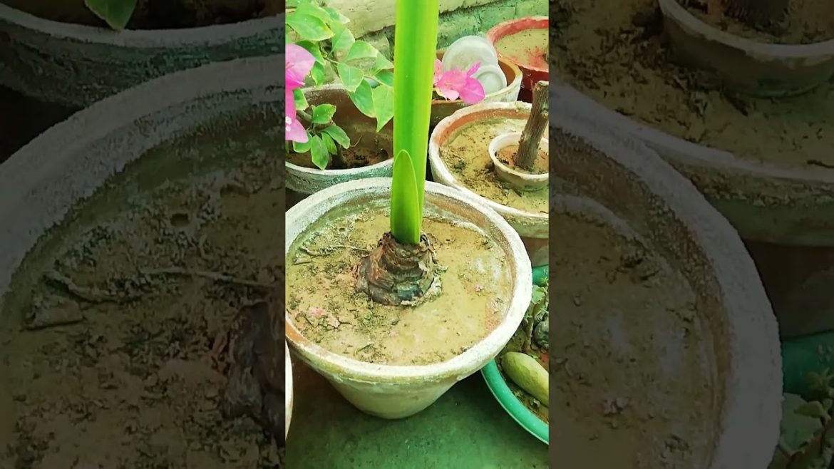 My Small Beautiful Home Garden Raining In My Backyard #shorts #garden