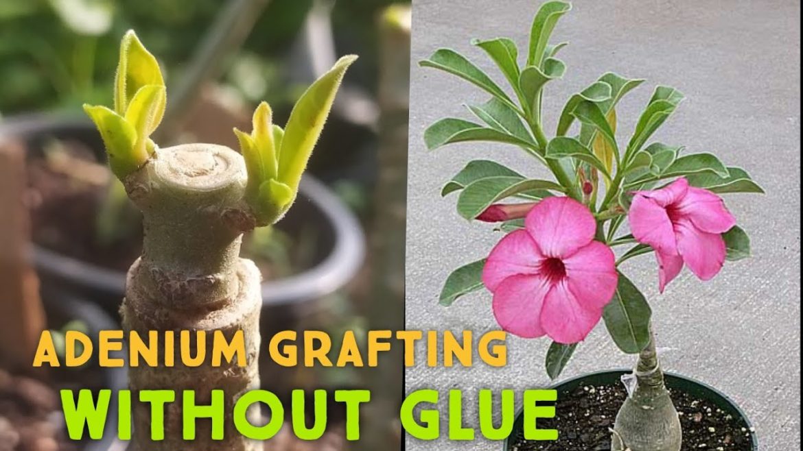 Adenium grafting without glue | adenium grafting essy way| adenium  plant | #adenium @Green Nature
