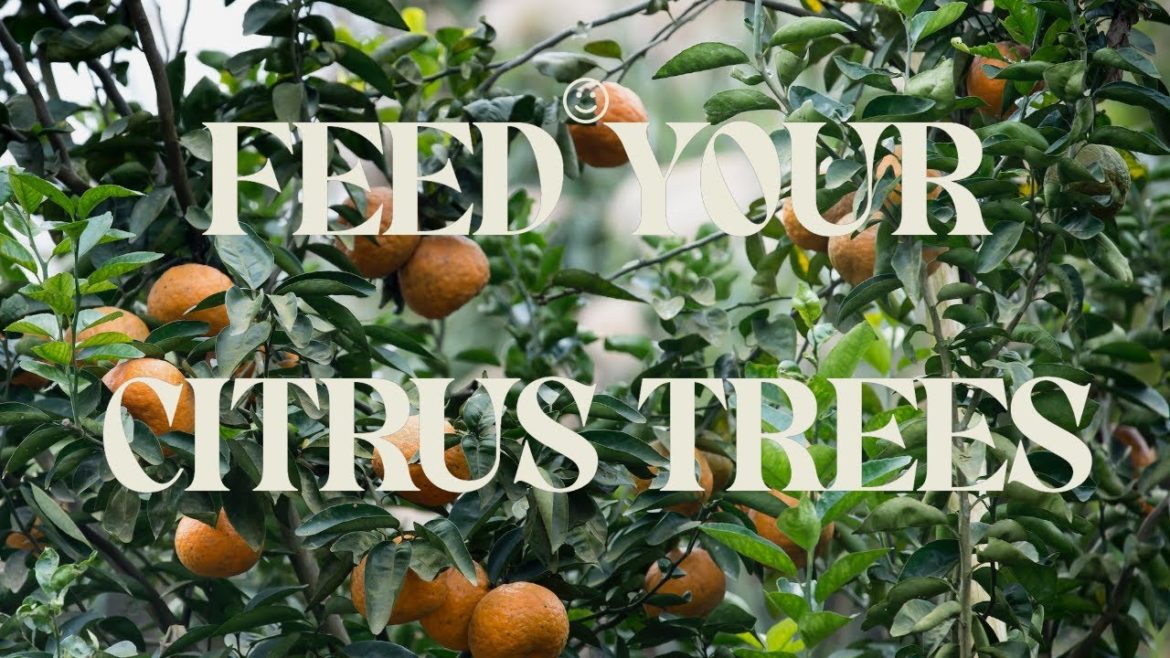 Citrus Trees In containers (How Often I Feed Them In Fall/Winter Citrus Trees In containers (How Often I Feed Them In Fall/Winter
