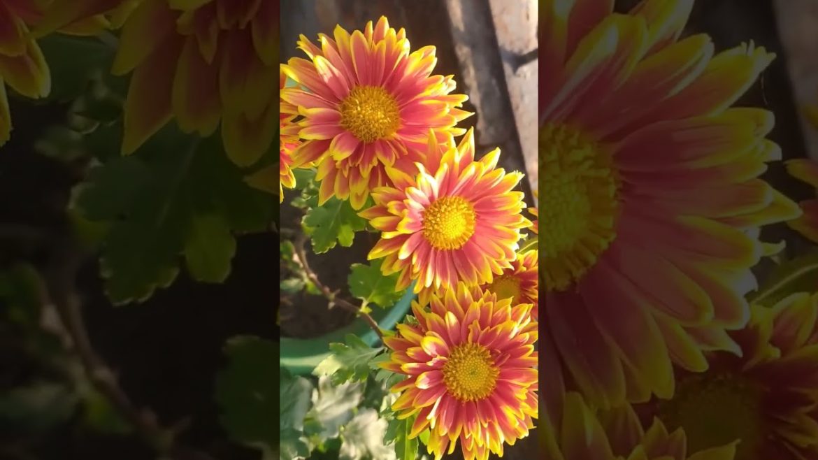 shevanti plant kaise lagaye#chrysanthemums#gardeningtips