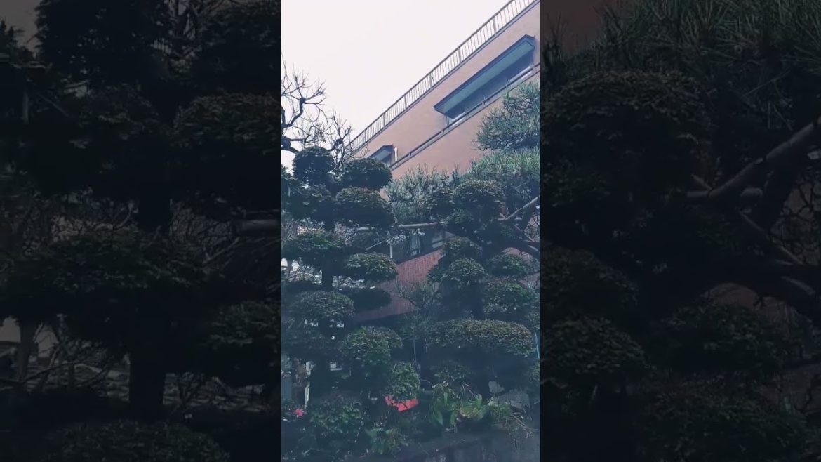 Japanese bonsai garden