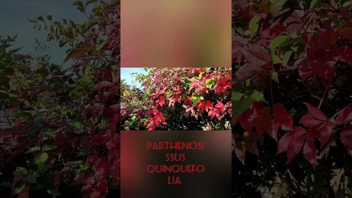 @Orientalbackyardgarden in red, #shorts,#garden, #gardening,#nature