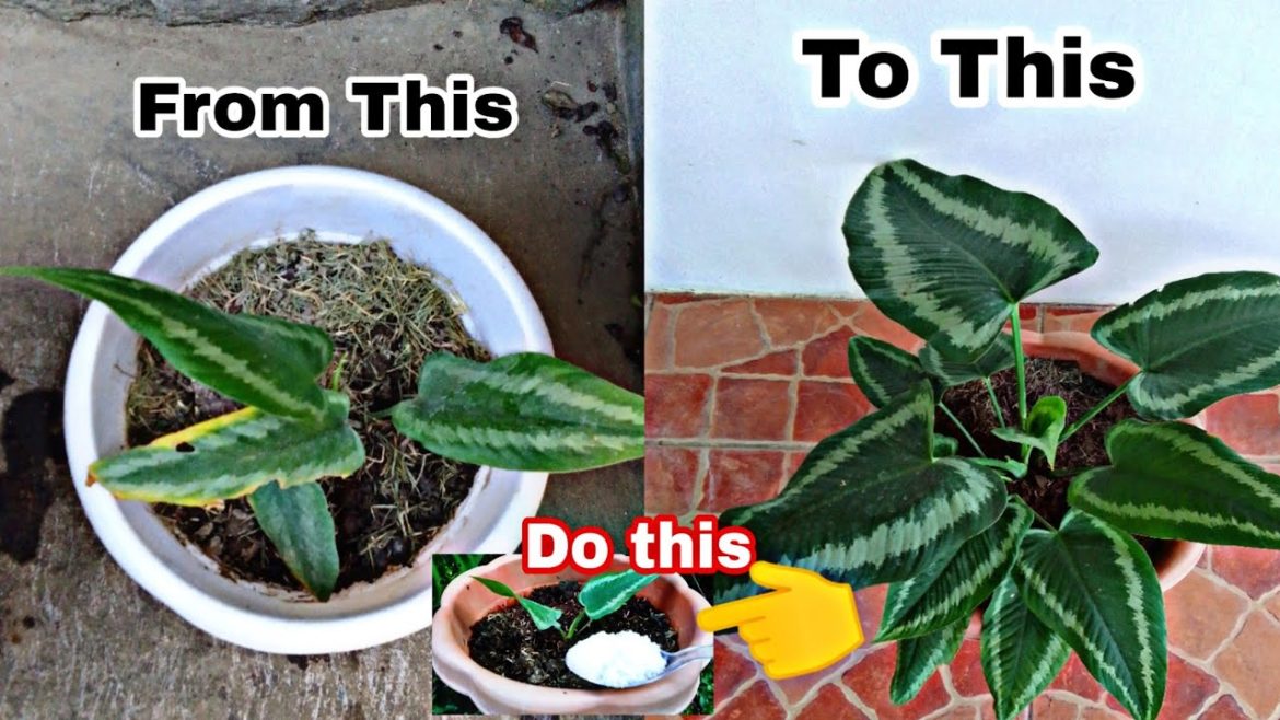 Schismatoglottis WALLICHI PLANT CARE