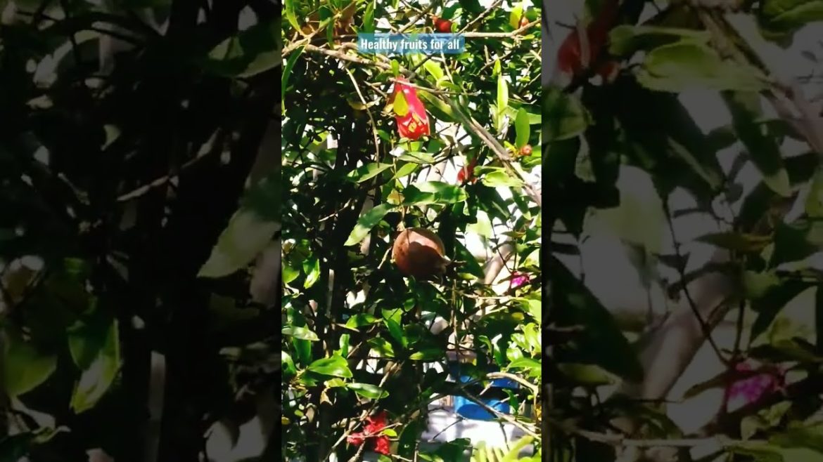 Healthy fruits for all. Pomegranate tree on Rooftop Garden Design and Ideas for all. #shorts