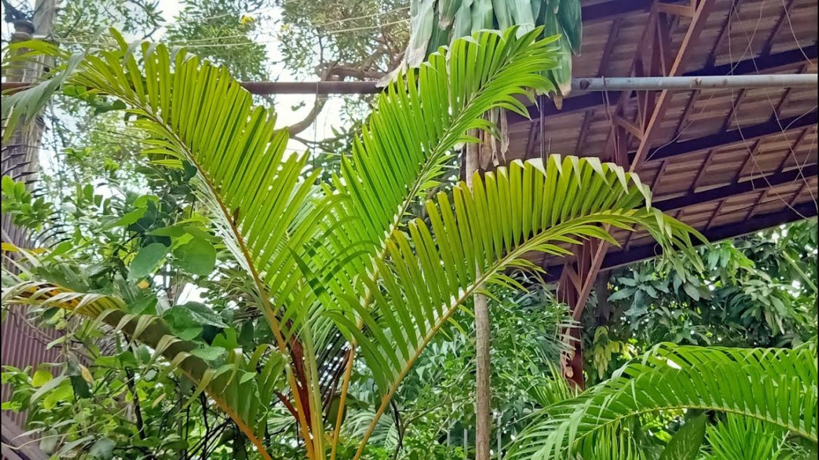 Growing a taller plants in my front yard garden / Shem Gardening