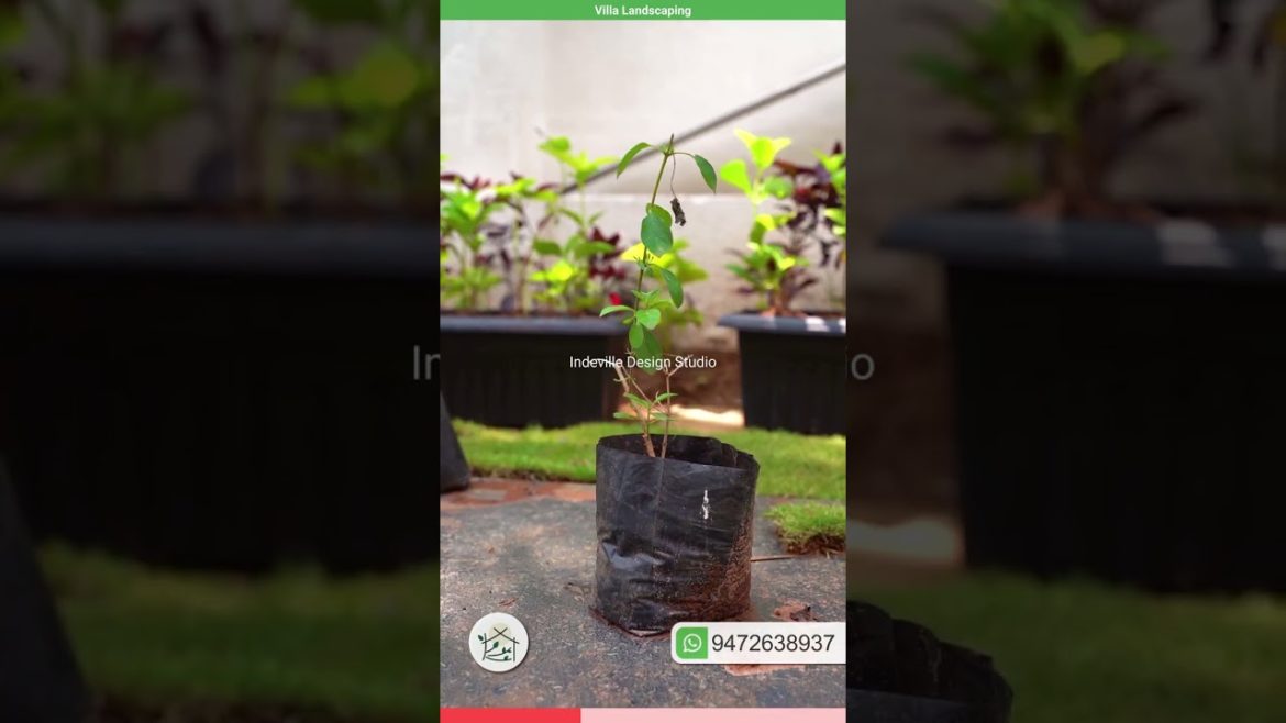 Villa Landscaping | Indeville Design Studio | Landscape Architects Villa Landscaping | Indeville Design Studio | Landscape Architects