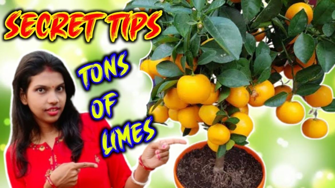 Simple tips to get Tons of 🍋🍋🍋lime from your lime 🌲🌲🌲 Tree // Gardener Friend India