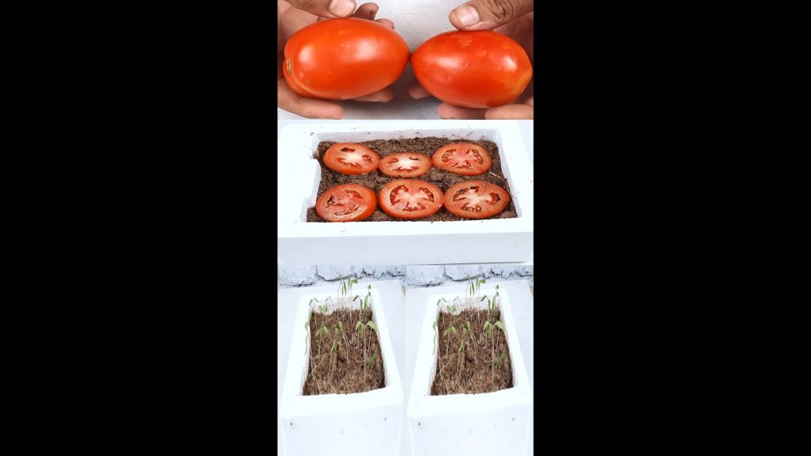 How To Grow Tomatoes At Home from seed to harvest| Tomato Plant From Tomato Slice #shorts