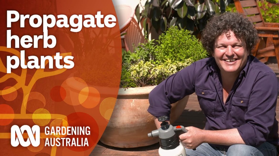 How to propagate woody herb plants | Gardening 101 | Gardening Australia