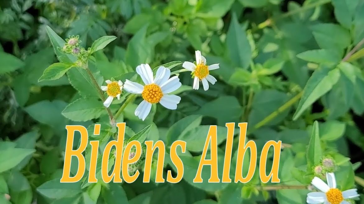 Bidens Alba: Edible Weed