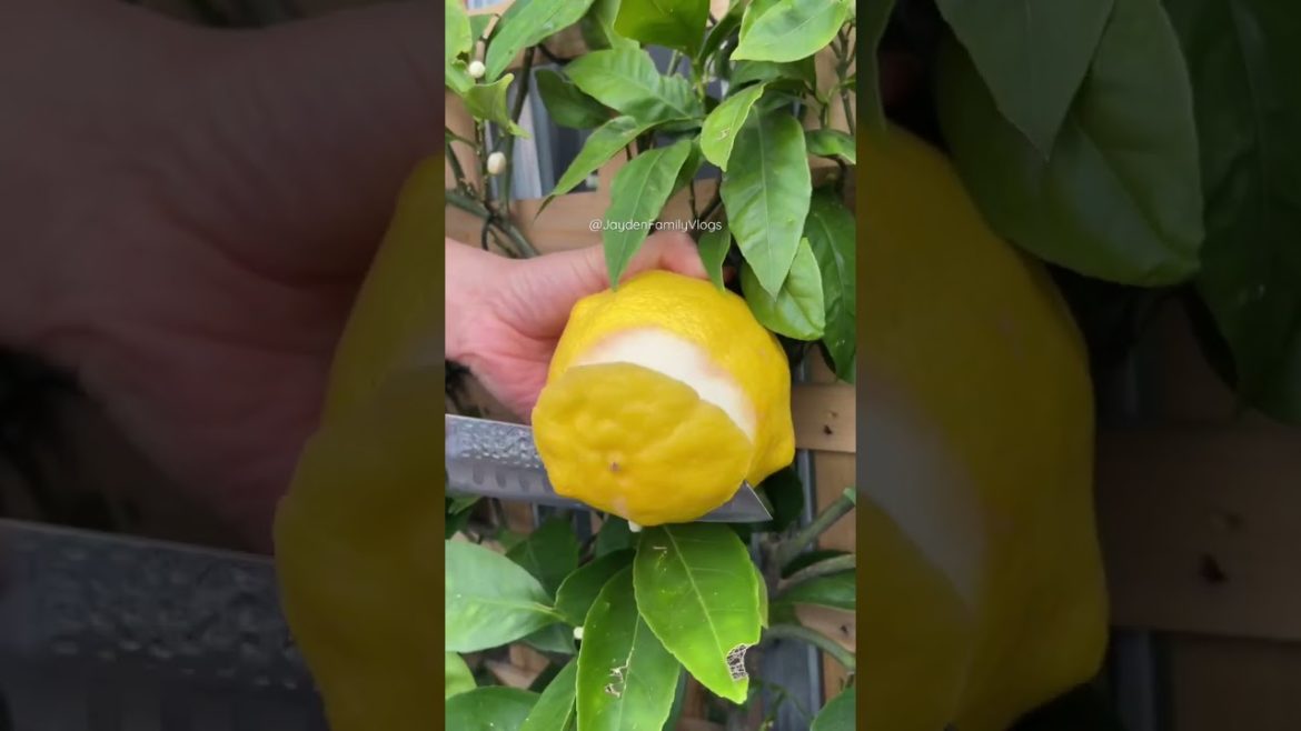Ponderosa LEMON π±π #shorts #satisfying #fruitcutting #fruit #oddlysatisfying #short Ponderosa LEMON π±π #shorts #satisfying #fruitcutting #fruit #oddlysatisfying #short