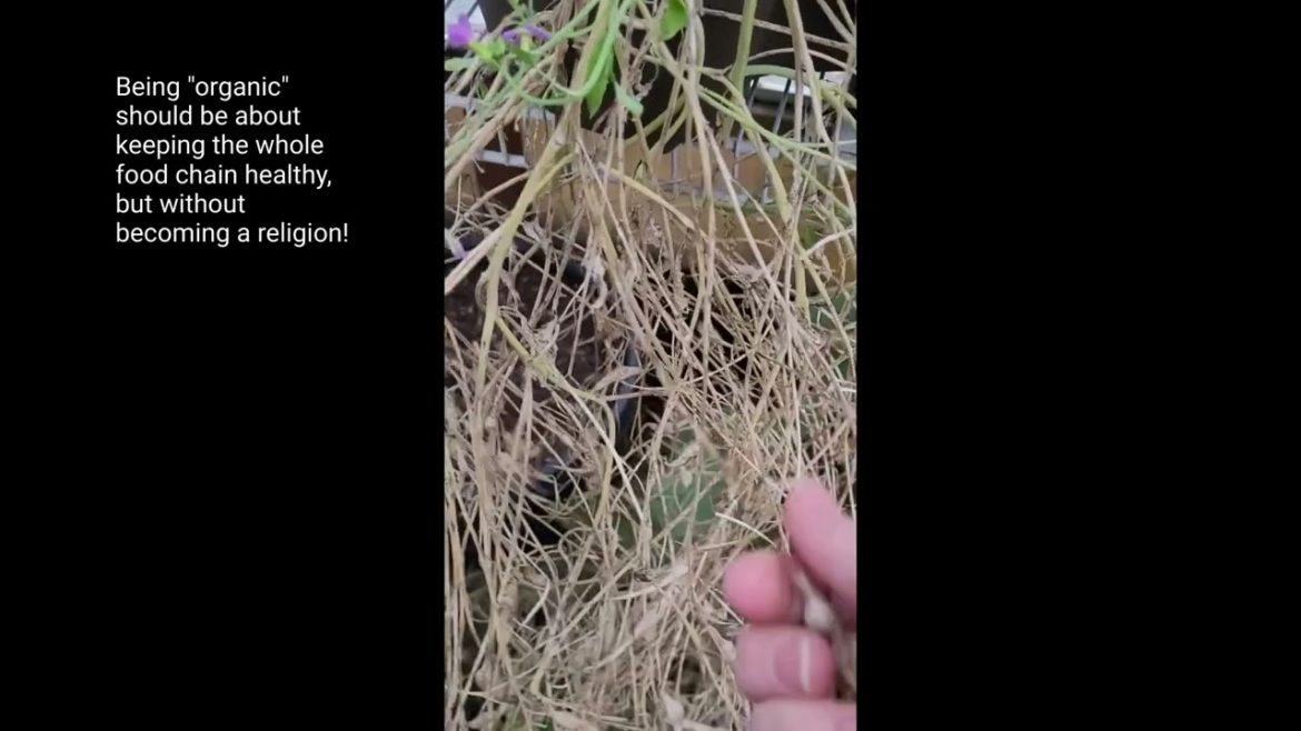 Seed Saving Tips and Growing Nopalitos Prickly Pear Cactus Zone 8 @CryBabysSentimentalHomestead