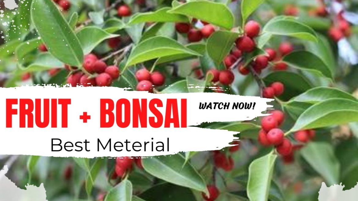 ബോൺസായ് നിറയെ പഴങ്ങൾ ?😵Best bonsai for bingers #bonsai #malayalam #bonsaitree #bonsaimaking #trees