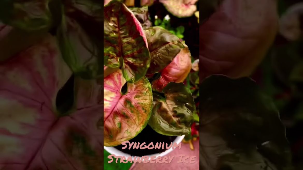 Syngonium Strawberry Ice #like #shorts #video #follow #love #syngoniumstrawberryice #syngoniumpink