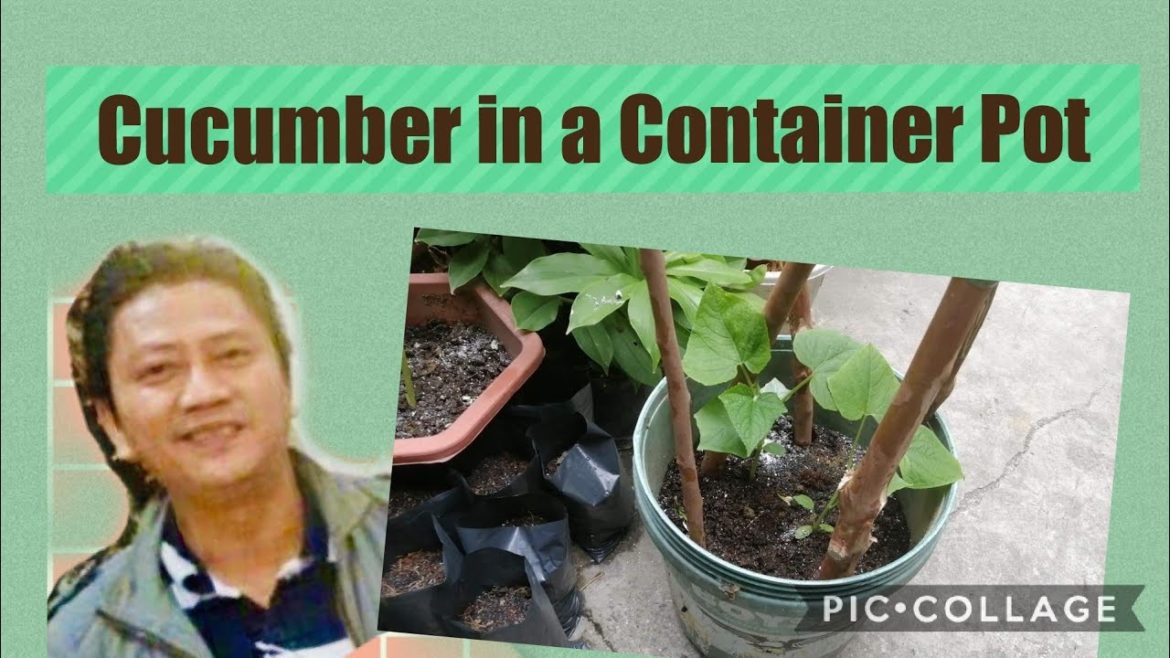 How to Plant Cucumber/Pipino in a container pot/Container Gardening