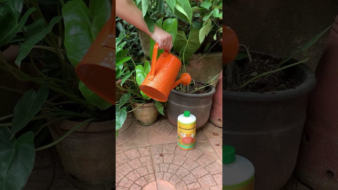 How to use Panchagavya for container gardening How to use Panchagavya for container gardening