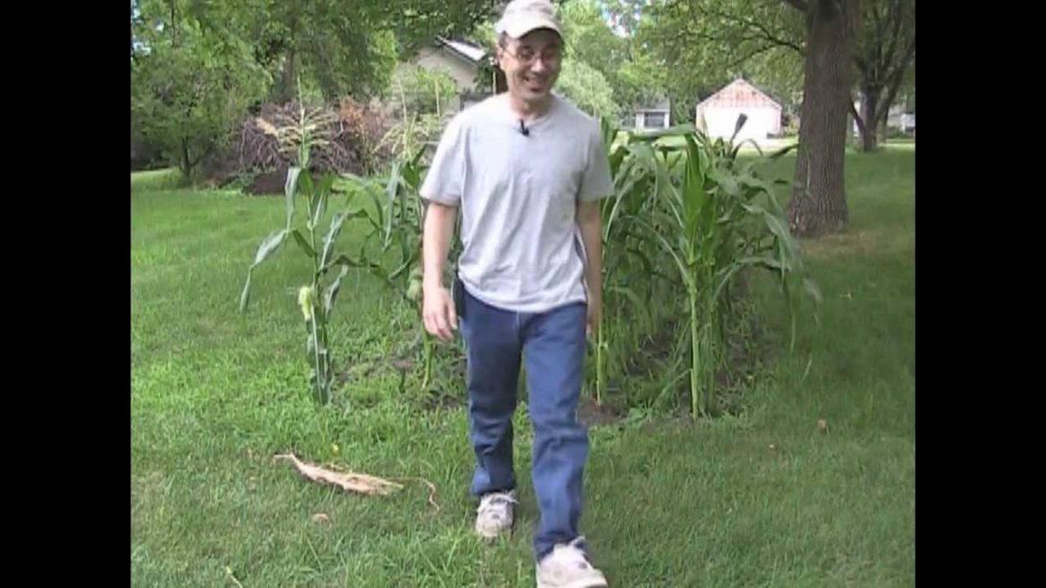 Heat Wave Garden Tips!