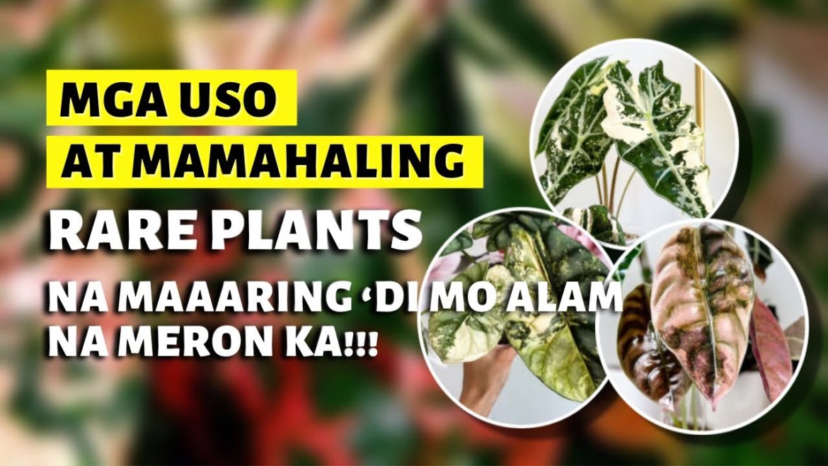 HOTTEST RARE PLANTS RIGHT NOW!