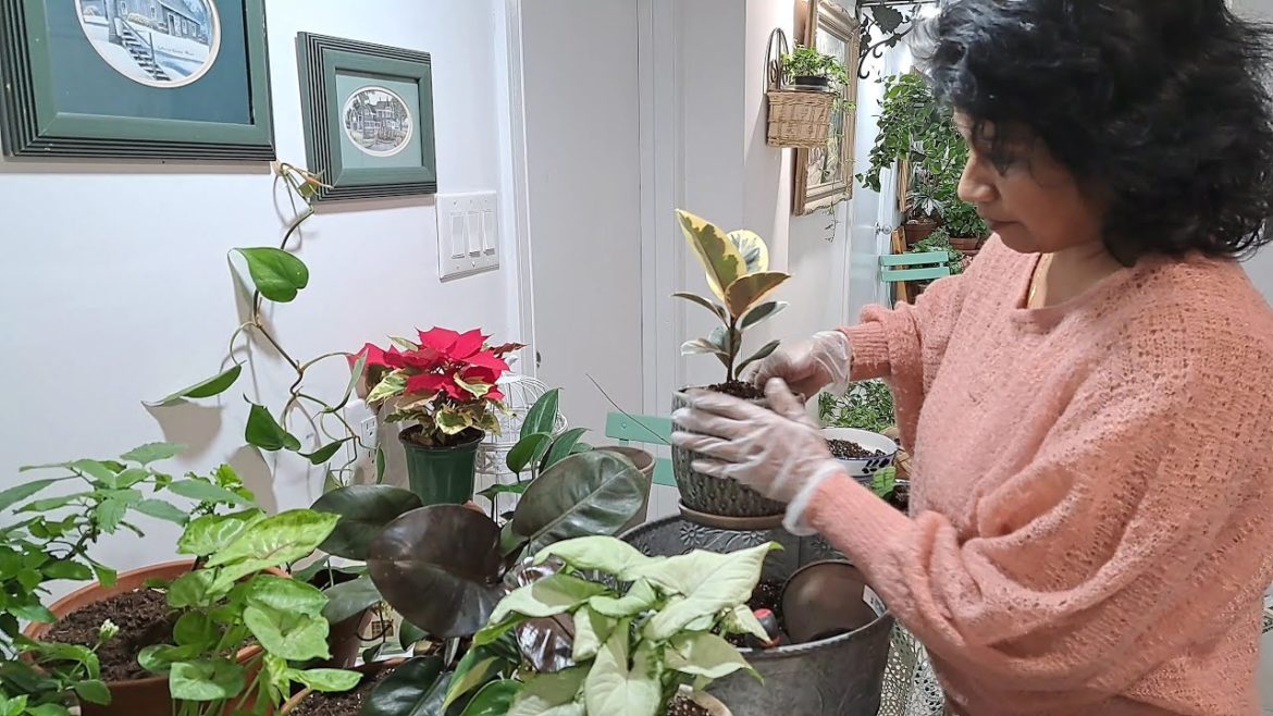 My Favourite Nursery Visit and Repotting Plants | Indoor Gardening My Favourite Nursery Visit and Repotting Plants | Indoor Gardening