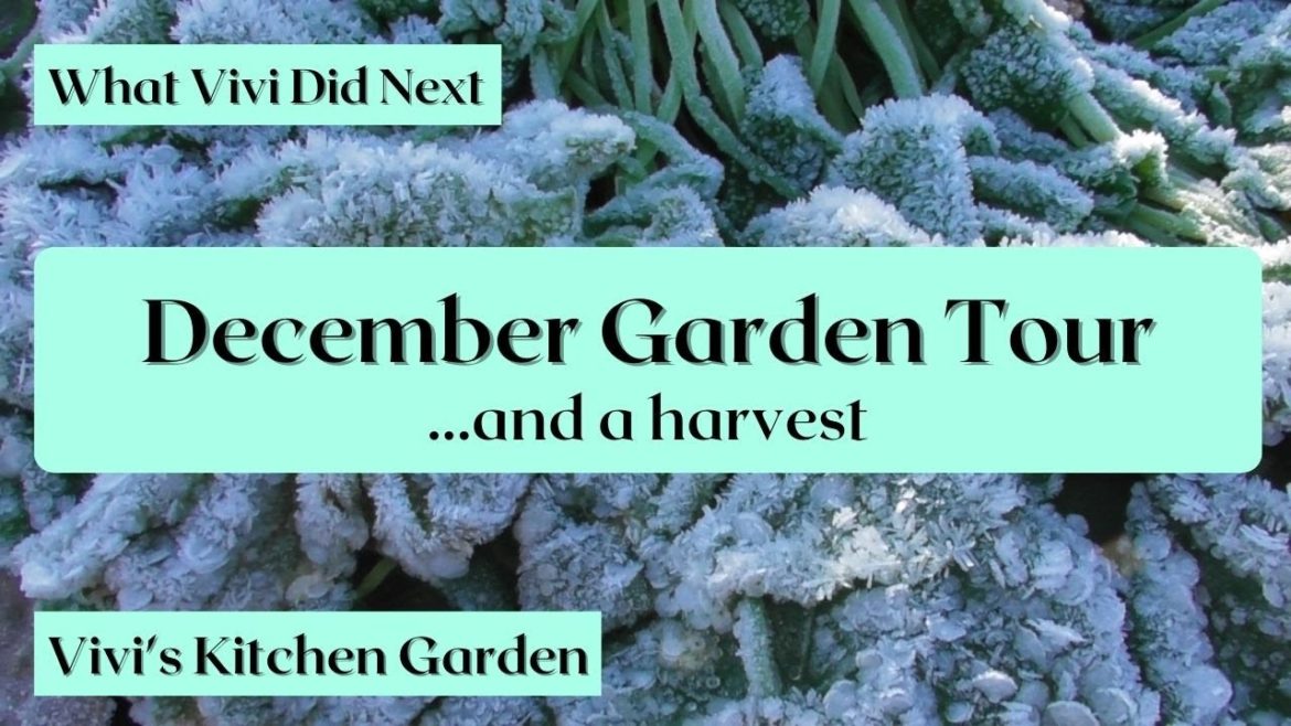 Vivi's Kitchen Garden: December Garden Tour (and a harvest).